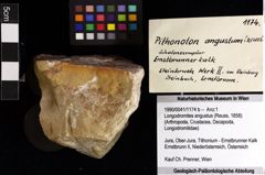 Foto (Objket + Etiketten) von Longodromites angustus (Reuss, 1858) 